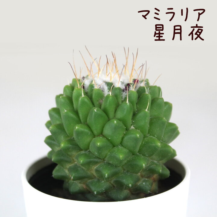 楽天市場】マミラリア・星月夜【観葉植物 サボテン 多肉植物 