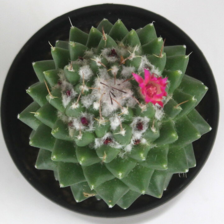 楽天市場】マミラリア・星月夜【観葉植物 サボテン 多肉植物 
