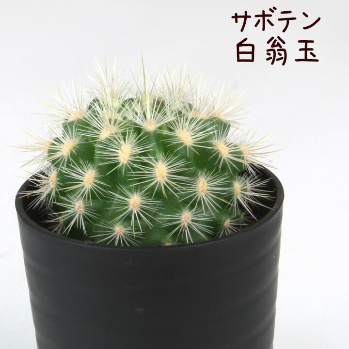 楽天市場】サボテン・白翁玉【観葉植物 サボテン 多肉植物 インテリア 