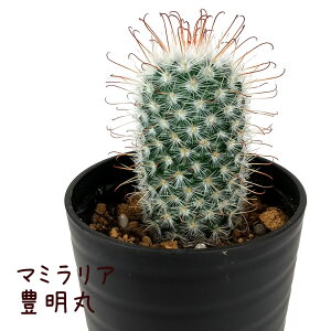 T{eELہyϗtA T{e A CeA O[  fXN e[u  킢 V Mtg a x_ K[fjO v[g l Iu ~j