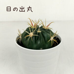 T{eȄoہyϗtA T{e A CeA O[  fXN e[u  킢 V Mtg a x_ K[fjO v[g l Iu ~