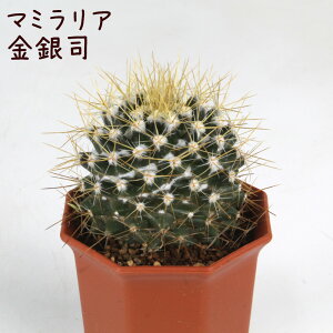 }~AEiyϗtA T{e A CeA O[  fXN e[u  킢 V Mtg a x_ K[fjO v[g l Iu ~