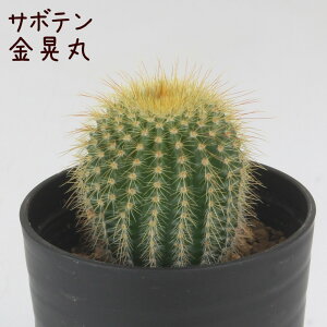 T{eEWہyϗtA T{e A CeA O[  fXN e[u  킢 V Mtg a x_ K[fjO v[g l Iu ~j 