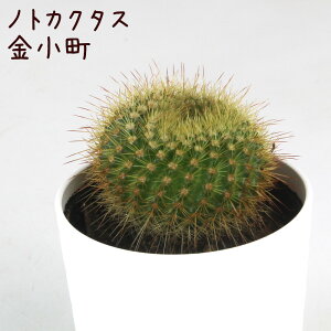 mgJN^XEyϗtA T{e A CeA O[  fXN e[u  킢 V Mtg a x_ K[fjO v[g l Iu 