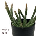 サボテン・金紐【観葉植物 サボテン 多肉植物 インテリア グリーン 卓上 デスク テーブル おしゃれ かわいい 新生活 ギフト 誕生日 ベランダ ガーデニング プレゼント 仙人掌 棚置き ミニサイズ ヒモサボテン】