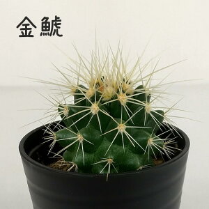 T{eÉyϗtA T{e A CeA O[  fXN e[u  킢 V Mtg a x_ K[fjO v[g l Iu ~jz