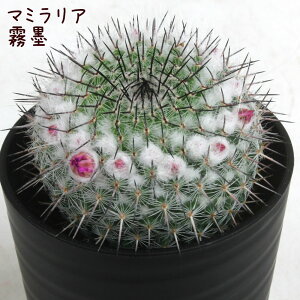 }~AEnyϗtA T{e A CeA O[  fXN e[u  킢 V Mtg a x_ K[fjO v[g l Iu ~j