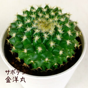 T{eEmہyϗtA T{e A CeA O[  fXN e[u  킢 V Mtg a x_ K[fjO v[g l Iu ~j