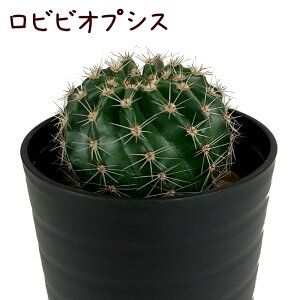rrIvVXyϗtA T{e A CeA O[  fXN e[u  킢 V Mtg a x_ K[fjO v[g l Iu ~jT