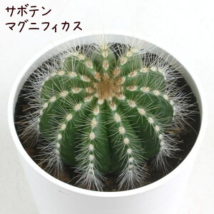 T{eE}OjtBJXyϗtA T{e A CeA O[  fXN e[u  킢 V Mtg a x_ K[fjO v[g l I