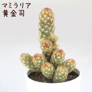 }~AEiyϗtA T{e A CeA O[  fXN e[u  킢 V Mtg a x_ K[fjO v[g l Iu ~