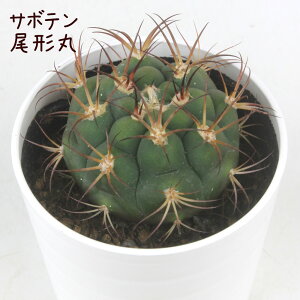 サボテン・尾形丸【オガタマル ギムノカリキウム 天紫玉 テンシギョク 観葉植物 サボテン 多肉植物 インテリア グリーン 卓上 デスク テーブル おしゃれ かわいい 新生活 ギフト 誕生日 ベ