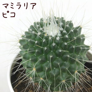 }~AEsRyϗtA T{e A CeA O[  fXN e[u  킢 V Mtg a x_ K[fjO v[g l Iu ~j
