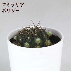 T{eE|W[yϗtA T{e A CeA O[  fXN e[u  킢 V Mtg a x_ K[fjO v[g l Iu ~