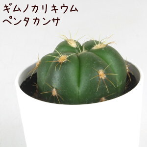 MmJLEEy^JTyMmJLE  ϗtA T{e A CeA O[  fXN e[u  킢 V Mtg a x_ K[