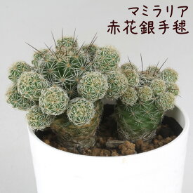 マミラリア・赤花銀手毬【観葉植物 サボテン 多肉植物 インテリア グリーン 卓上 デスク テーブル おしゃれ かわいい 新生活 ギフト 誕生日 ベランダ ガーデニング プレゼント 仙人掌 棚置き ミニ】