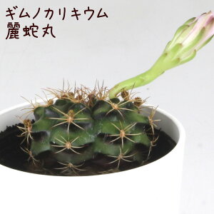 MmJLEE֊ہyϗtA T{e A CeA O[  fXN e[u  킢 V Mtg a x_ K[fjO v[g l I