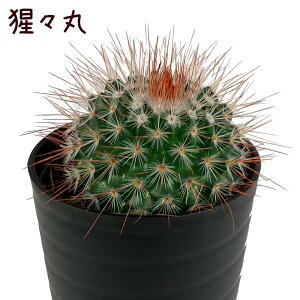 }~AÉXہyϗtA T{e A CeA O[  fXN e[u  킢 V Mtg v[g l 3 Iu ~jTCYzikC