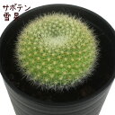 サボテン・雪晃【観葉植物 サボテン 多肉植物 インテリア グリーン 卓上 デスク テーブル おしゃれ かわいい 新生活 ギフト 誕生日 ベランダ ガーデニング プレゼント 仙人掌 棚置き ミニサイズ セッコウ】