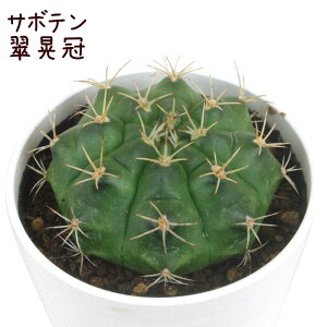 T{eEWyϗtA T{e A CeA O[  fXN e[u  킢 V Mtg a x_ K[fjO v[g l Iu ~j