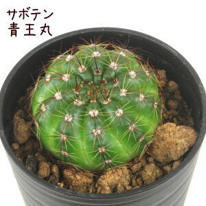 T{eEہyZCIE} pfBA mgJN^X ϗtA T{e A CeA O[  fXN e[u  킢 V Mtg a x_ K[