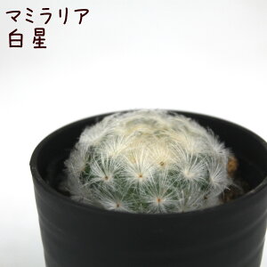T{eEyϗtA T{e A CeA O[  fXN e[u  킢 V Mtg a x_ K[fjO v[g l Iu ~j 