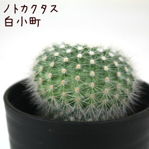 mgJN^XEyϗtA T{e A CeA O[  fXN e[u  킢 V Mtg a x_ K[fjO v[g l Iu 