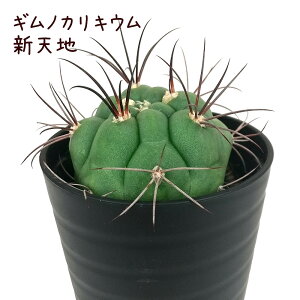 ギムノカリキウム・新天地【観葉植物 サボテン 多肉植物 インテリア グリーン 卓上 デスク テーブル おしゃれ かわいい 新生活 ギフト 誕生日 ベランダ ガーデニング プレゼント 仙人掌 棚