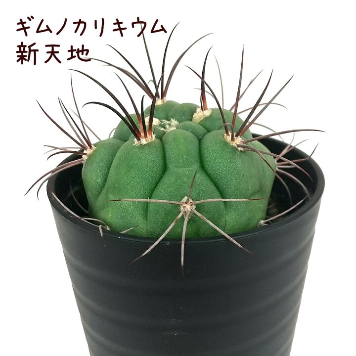 楽天市場】ギムノカリキウム・新天地【観葉植物 サボテン 多肉植物 