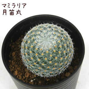 }~AEJہyϗtA T{e A CeA O[  fXN e[u  킢 V Mtg a x_ K[fjO v[g l Iu ~