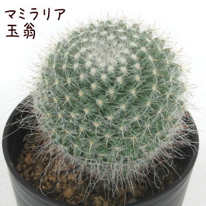 }~AEʉyϗtA T{e A CeA O[  fXN e[u  킢 V Mtg a x_ K[fjO v[g l Iu ~j