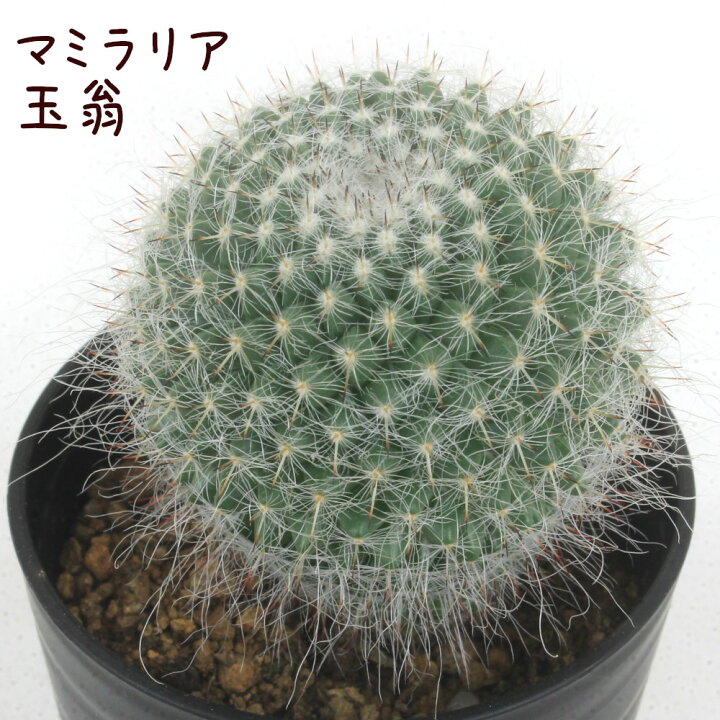 楽天市場】マミラリア・玉翁【観葉植物 サボテン 多肉植物 インテリア 