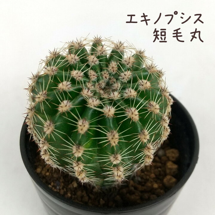 楽天市場】エキノプシス・短毛丸【観葉植物 サボテン 多肉植物 
