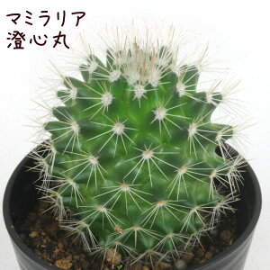 }~AESہyϗtA T{e A CeA O[  fXN e[u  킢 V Mtg a x_ K[fjO v[g l Iu ~