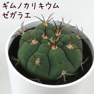 ギムノカリキウム・ゼガラエ【観葉植物 サボテン 多肉植物 インテリア グリーン 卓上 デスク テーブル おしゃれ かわいい 新生活 ギフト 誕生日 ベランダ ガーデニング プレゼント 仙人掌
