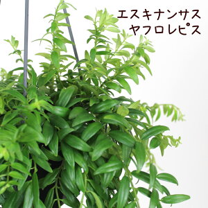 珍しい 花 プレゼント 観葉植物の人気商品 通販 価格比較 価格 Com