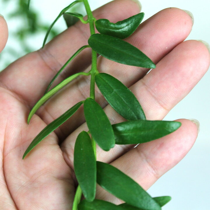 楽天市場 エスキナンサス ヤフロレピス 4号 吊り 多肉植物 観葉植物 4寸 おしゃれ 新生活 インテリア ギフト プレゼント 室内 かわいい ハンギング 珍しい 伸びる 花 吊り下げ 鉢植え つる性植物 ツル植物 常緑 送料無料 北海道 沖縄 離島除く プランツ フルル 楽天市場 エスキナンサス ヤフロレピス 4号 吊り 多肉植物 観葉植物 4寸 おしゃれ 新生活 インテリア ギフト プレゼント 室内 かわいい ハンギング 珍しい 伸びる 花 吊り下げ 鉢植え つる性植物 ツル植物 常緑 送料無料 北海道 沖縄 離島除く プランツ フルル