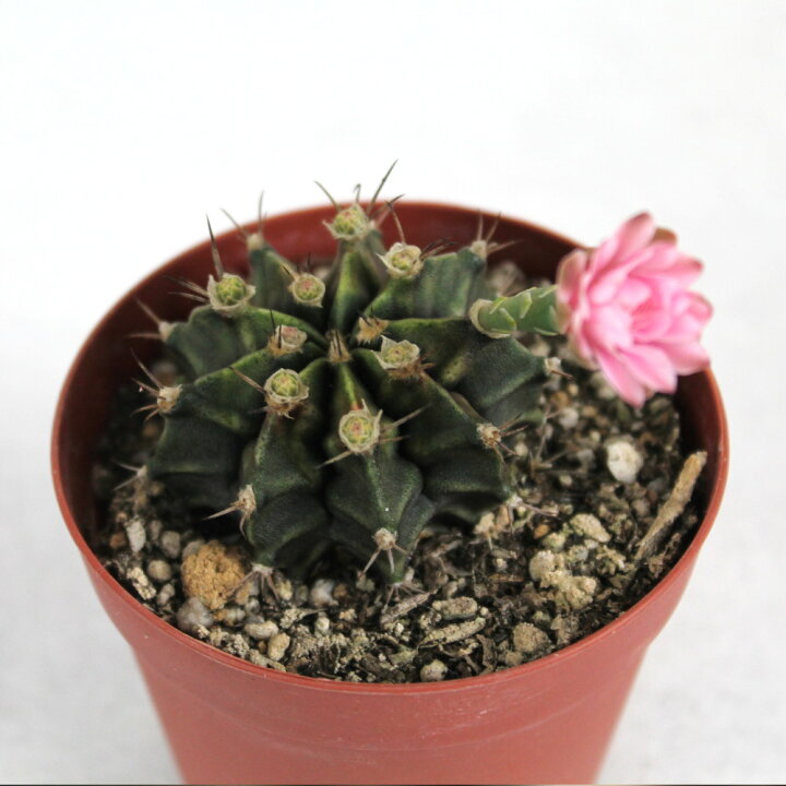 楽天市場 サボテン 牡丹玉 2 5号 観葉植物 サボテン 多肉植物 インテリア グリーン 卓上 デスク テーブル おしゃれ かわいい 新生活 ギフト 仙人掌 ぼたんだま 花 小さい さぼてん 希少 珍しい レア マイナー ギムノカリキウム ミニ 送料無料 北海道 沖縄 離島除く 楽天市場 サボテン 牡丹玉 2 5号 観葉植物 サボテン 多肉植物 インテリア グリーン 卓上 デスク テーブル おしゃれ かわいい 新生活 ギフト 仙人掌 ぼたんだま 花 小さい さぼてん 希少 珍しい レア マイナー ギムノカリキウム ミニ 送料無料 北海道 沖縄 離島除く