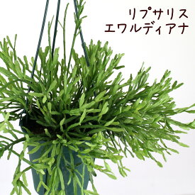 リプサリス・エワルディアナ 吊り鉢 5号【サボテン 多肉植物 観葉植物 5寸 おしゃれ 新生活 インテリア ギフト プレゼント 室内 かわいい 珍しい オシャレ 吊り下げ 鉢 鉢植え 吊るす】送料無料（北海道・沖縄・離島除く）