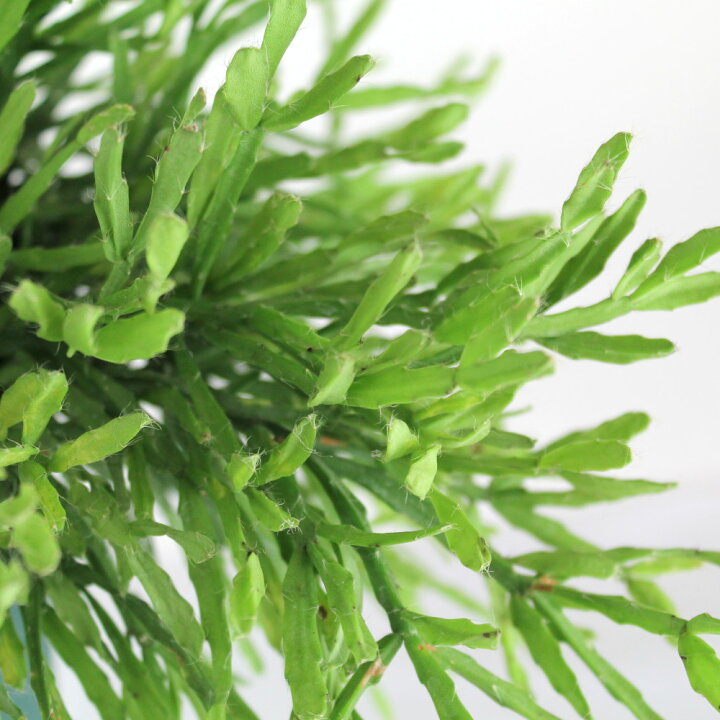 楽天市場 リプサリス エワルディアナ 吊り鉢 5号 サボテン 多肉植物 観葉植物 5寸 おしゃれ 新生活 インテリア ギフト プレゼント 室内 かわいい 珍しい オシャレ 吊り下げ 鉢 鉢植え 吊るす 送料無料 北海道 沖縄 離島除く プランツ フルル