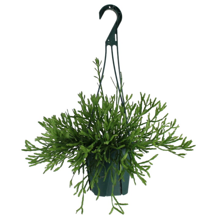 楽天市場 リプサリス エワルディアナ 吊り鉢 5号 サボテン 多肉植物 観葉植物 5寸 おしゃれ 新生活 インテリア ギフト プレゼント 室内 かわいい 珍しい オシャレ 吊り下げ 鉢 鉢植え 吊るす 送料無料 北海道 沖縄 離島除く プランツ フルル