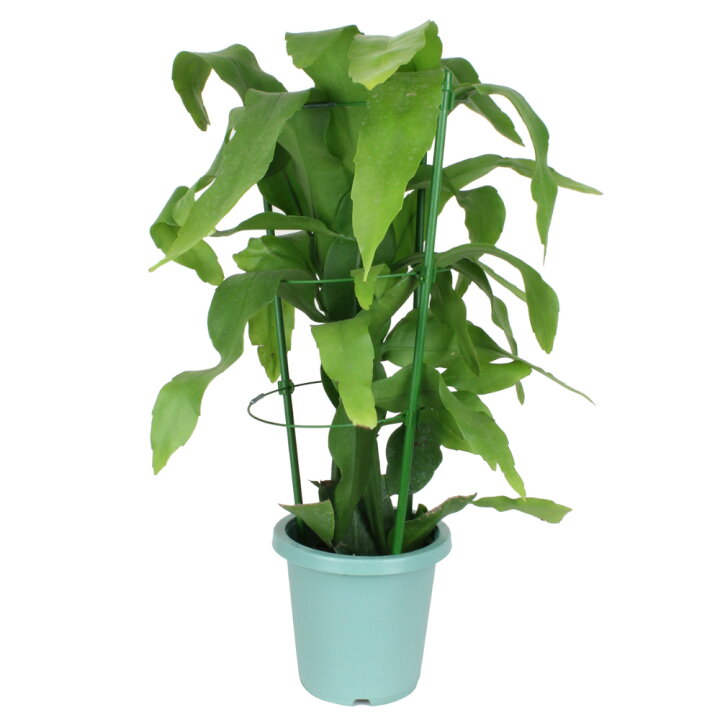 楽天市場 月下美人 6号 花無し 開花見込み サボテン 多肉植物 白い花 花鉢 おしゃれ グリーン ギフト プレゼント 6寸 鉢植え 植物 ゲッカビジン 大輪 クジャクサボテン 孔雀サボテン 送料無料 北海道 沖縄 離島除く プランツ フルル 楽天市場 月下美人 6号 花無し 開花見込み サボテン 多肉植物 白い花 花鉢 おしゃれ グリーン ギフト プレゼント 6寸 鉢植え 植物 ゲッカビジン 大輪 クジャクサボテン 孔雀サボテン 送料無料 北海道 沖縄 離島除く プランツ フルル