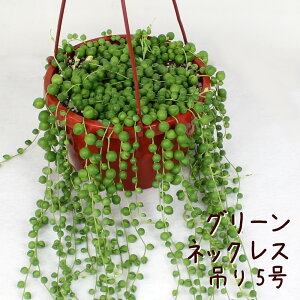 観葉植物 グリーンネックレス ハンギングの人気商品 通販 価格比較 価格 Com