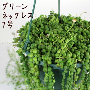 観葉植物 グリーンネックレス 多肉植物の人気商品 通販 価格比較 価格 Com