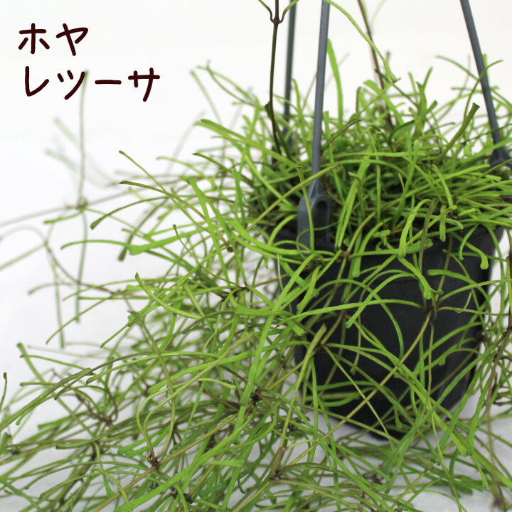 楽天市場 ホヤ レツーサ 吊り鉢 4号 多肉植物 観葉植物 4寸 おしゃれ 新生活 インテリア ギフト プレゼント 室内 かわいい ハンギング 珍しい 伸びる 花 吊り下げ 鉢植え 細い葉 つる性植物 ツル植物 吊るす ミニ 送料無料 北海道 沖縄 離島除く プランツ フルル