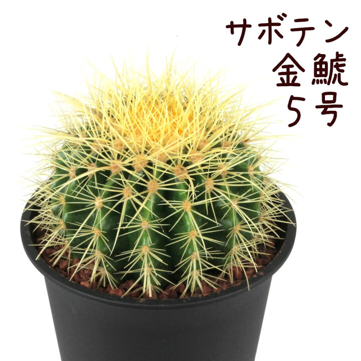 楽天市場 訳あり サボテン 金鯱 5号 観葉植物 サボテン 多肉植物 ドライガーデン インテリア グリーン 卓上 デスク テーブル おしゃれ かわいい 新生活 ギフト プレゼント 仙人掌 5寸 送料無料 北海道 沖縄 離島除く プランツ フルル