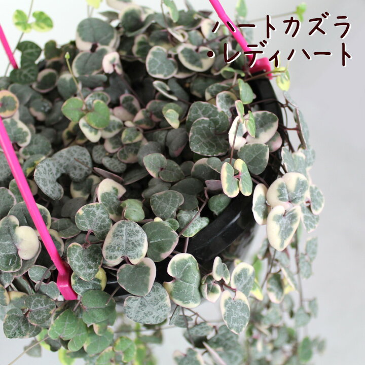 楽天市場 ハートカズラ レディハート 吊り鉢 6号 多肉植物 観葉植物 6寸 おしゃれ 新生活 インテリア グリーン ギフト プレゼント 室内 かわいい オシャレ 吊り下げ 鉢 鉢植え ツル性 ラブチェーン 鉢植え 斑入り 送料無料 北海道 沖縄 離島除く プランツ フルル 楽天市場 ハートカズラ レディハート 吊り鉢 6号 多肉植物 観葉植物 6寸 おしゃれ 新生活 インテリア グリーン ギフト プレゼント 室内 かわいい オシャレ 吊り下げ 鉢 鉢植え ツル性 ラブチェーン 鉢植え 斑入り 送料無料 北海道 沖縄 離島除く プランツ フルル