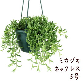 楽天市場 多肉植物 三日月ネックレスの通販