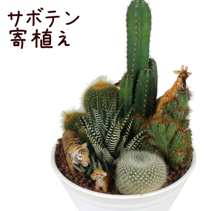 楽天市場 サボテン寄植え サバンナ風 観葉植物 サボテン 多肉植物 インテリア グリーン 寄植え フィギュア 動物 ライオン キリン シマウマ トラ 現品限り 一品物 ギフト プレゼント 新生活 送料無料 北海道 沖縄 離島除く プランツ フルル 楽天市場 サボテン寄植え サバンナ風 観葉植物 サボテン 多肉植物 インテリア グリーン 寄植え フィギュア 動物 ライオン キリン シマウマ トラ 現品限り 一品物 ギフト プレゼント 新生活 送料無料 北海道 沖縄 離島除く プランツ フルル