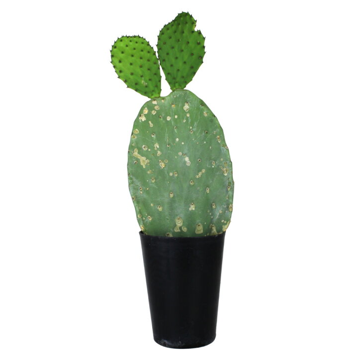 楽天市場】ウチワサボテン 5号【観葉植物 サボテン 多肉植物 